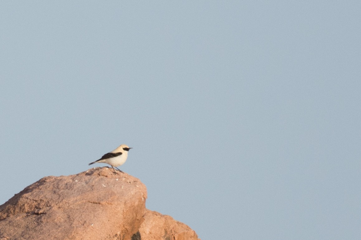 Western Black-eared Wheatear - ML156089001