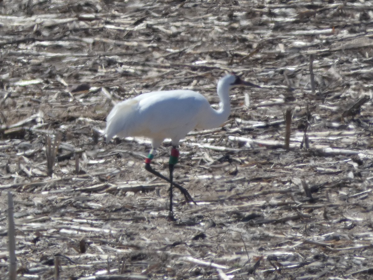 Grue blanche - ML156090851