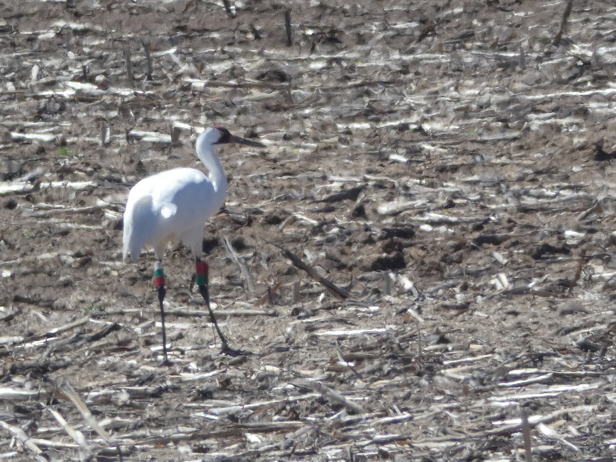 Grue blanche - ML156090881