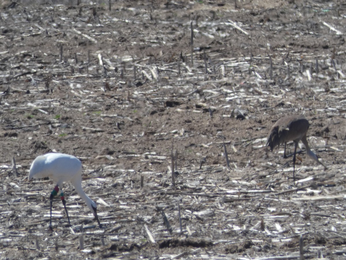 Whooping Crane - ML156090891