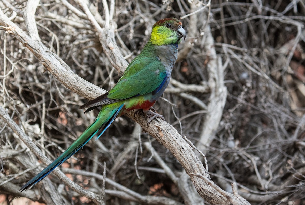 Red-capped Parrot - ML156091081