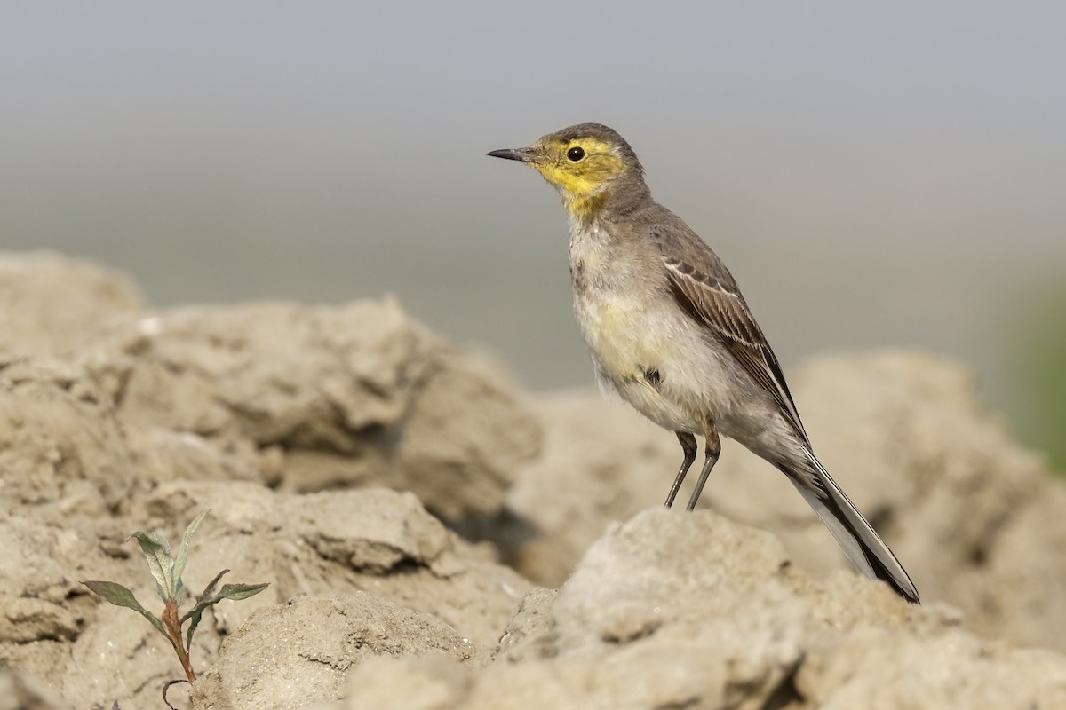 Citrine Wagtail - ML156091981