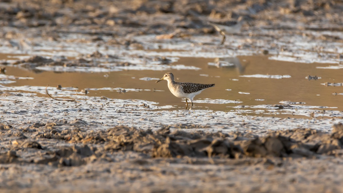 Wood Sandpiper - Ramesh Desai