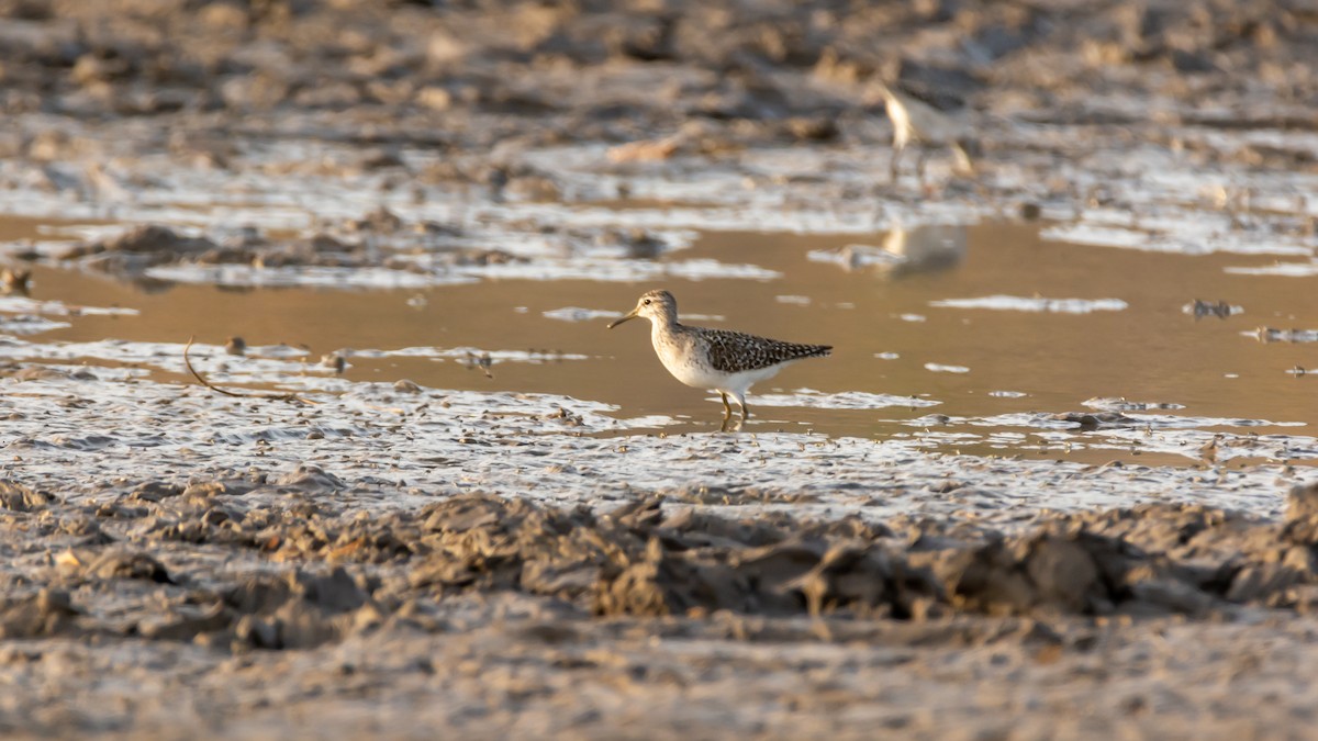 Wood Sandpiper - Ramesh Desai