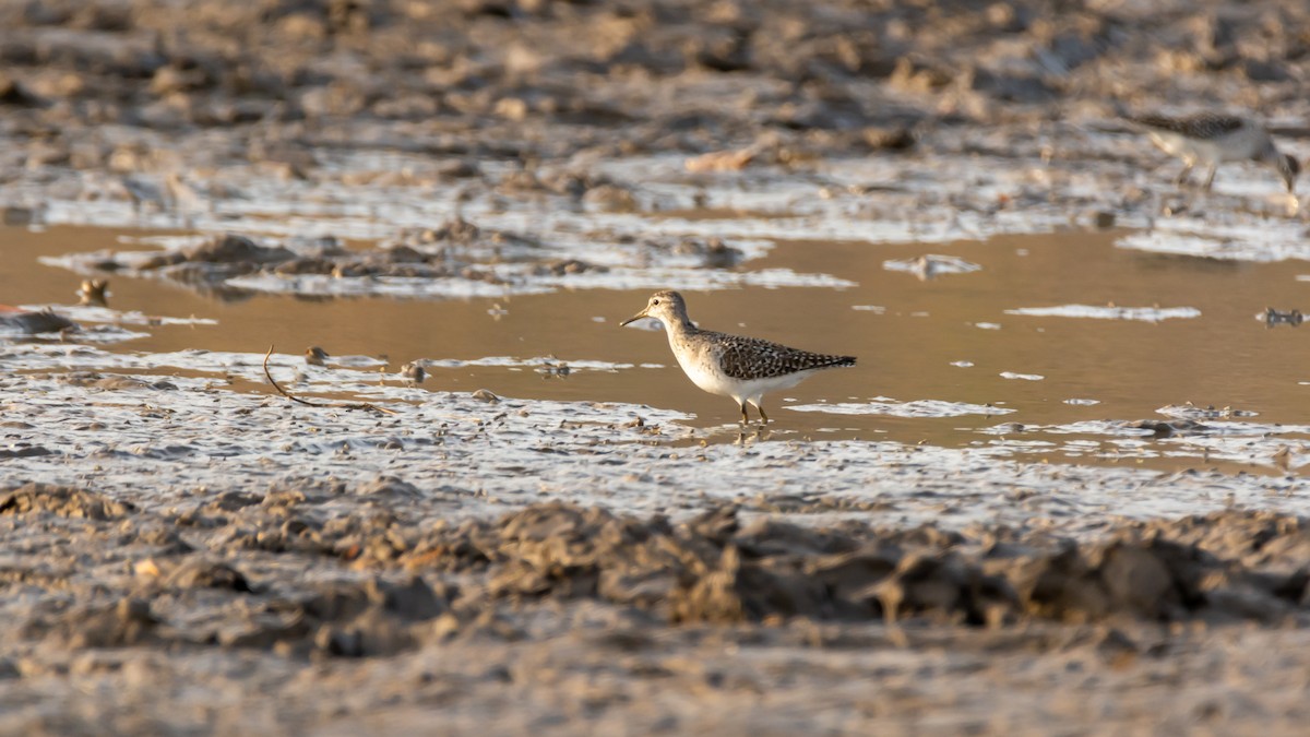 Wood Sandpiper - Ramesh Desai