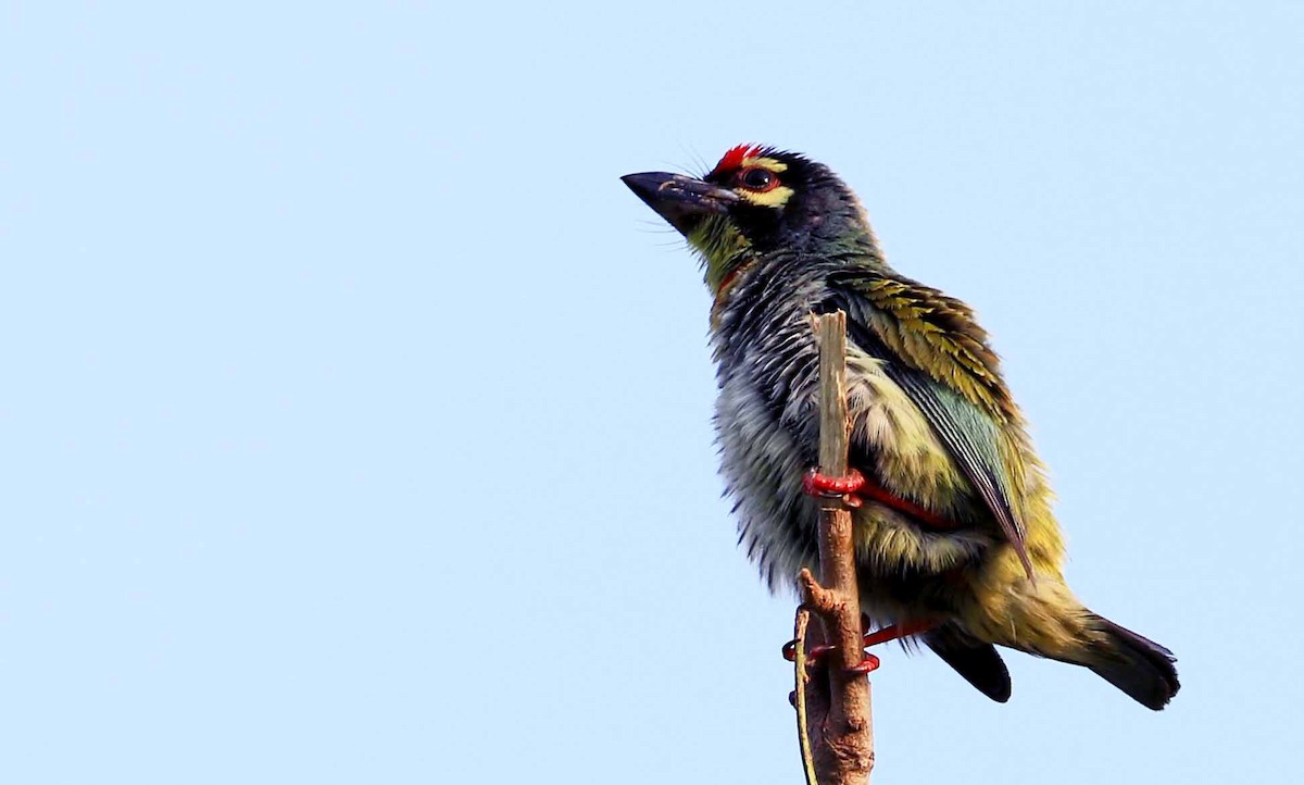 Coppersmith Barbet - ML156092491