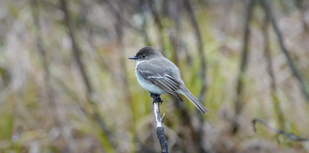 Eastern Phoebe - ML156093091