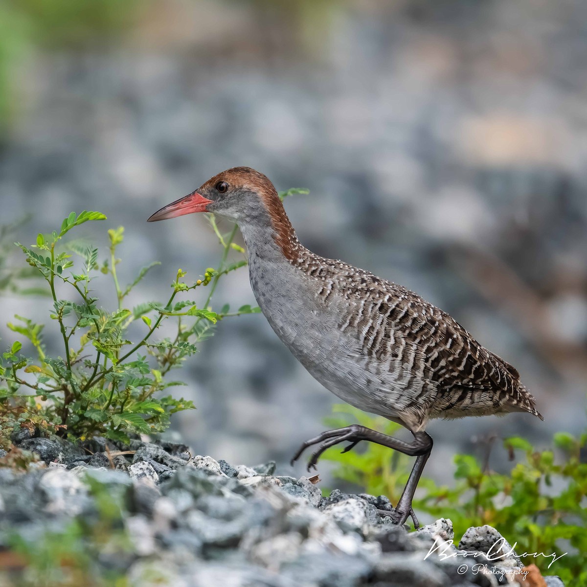 Slaty-breasted Rail - ML156093341