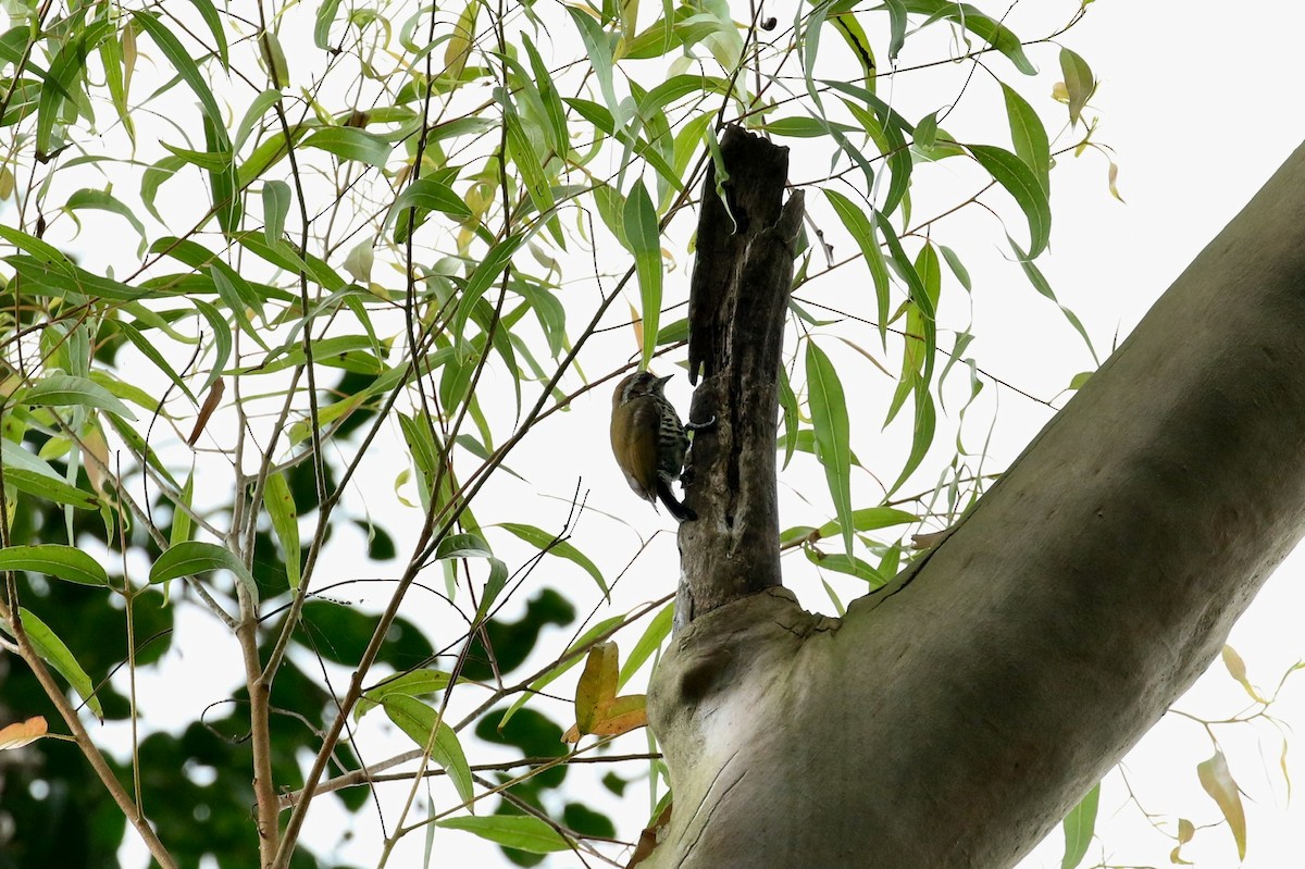 Speckled Piculet - ML156093801