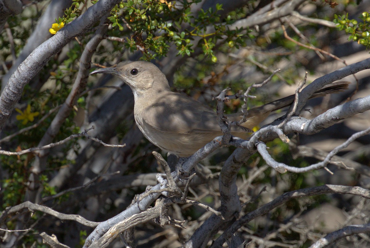 LeConte's Thrasher - Curtis Marantz