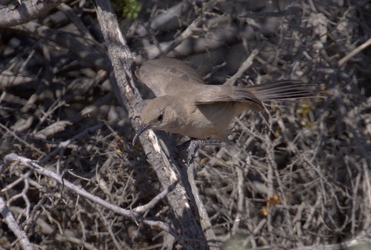 LeConte's Thrasher - ML156095281