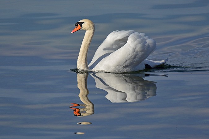 Mute Swan - Guido Bennen