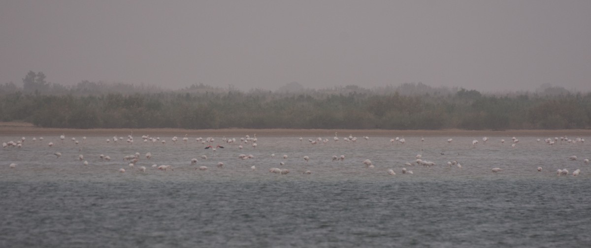 Greater Flamingo - ML156095511