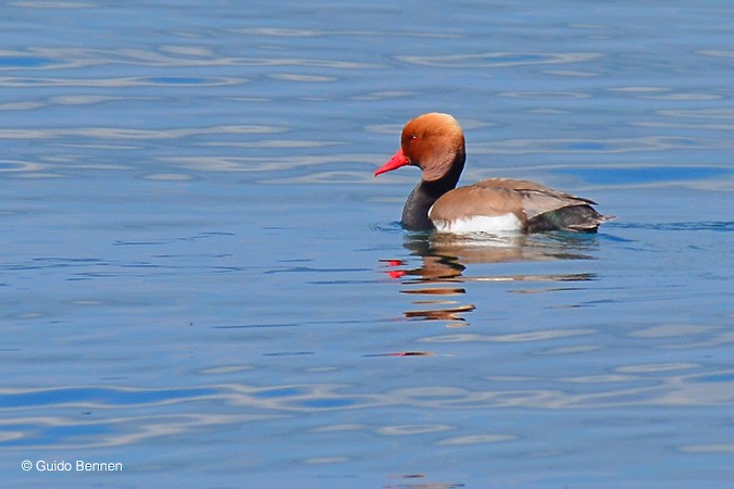 Red-crested Pochard - ML156097061