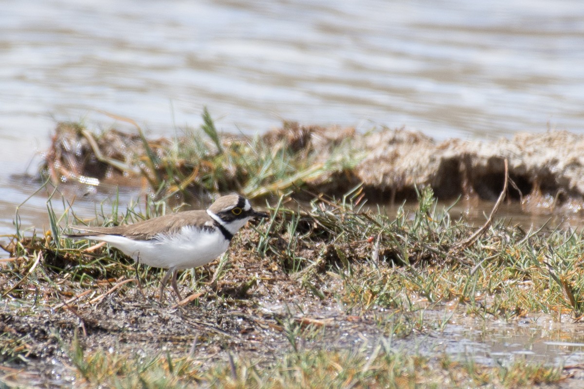 Little Ringed Plover - ML156097101