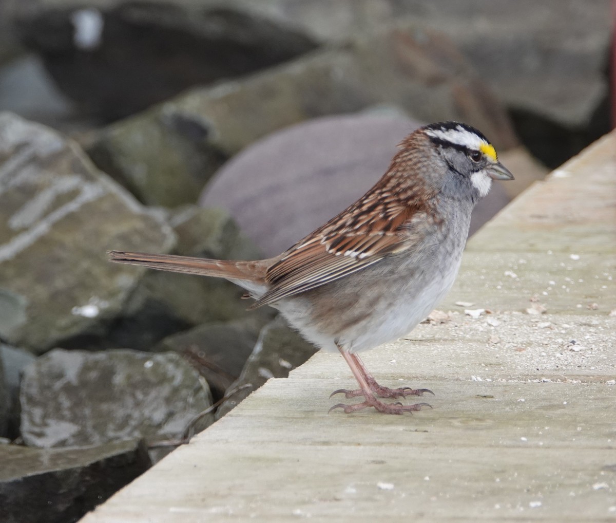 White-throated Sparrow - David Fraser