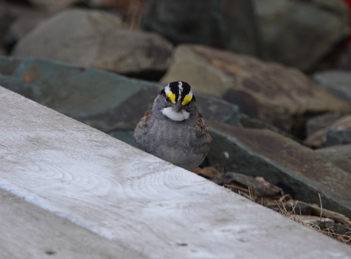 White-throated Sparrow - David Fraser