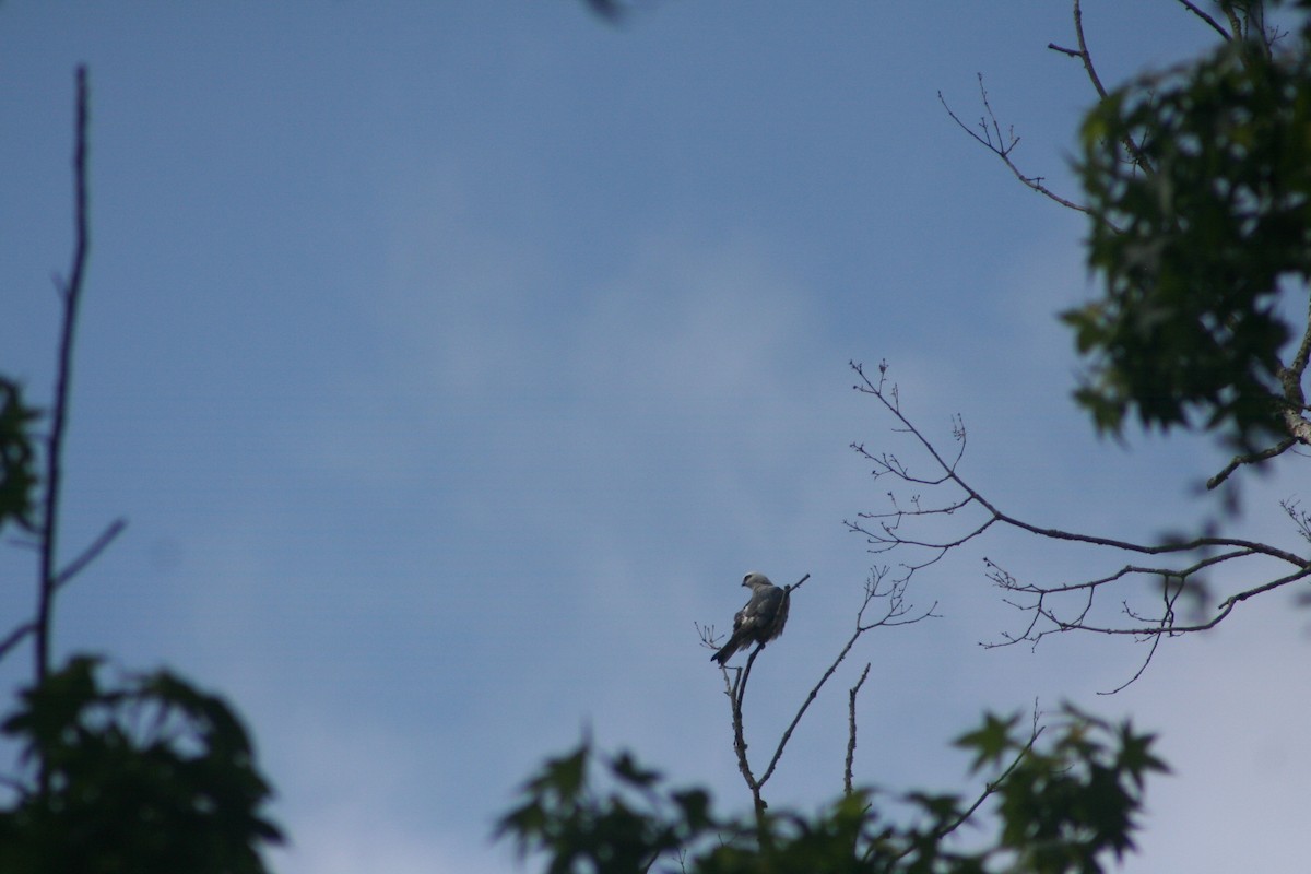 Mississippi Kite - ML156098851