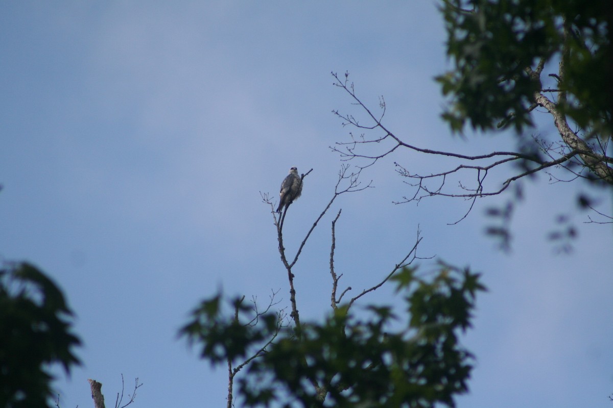 Mississippi Kite - ML156098861