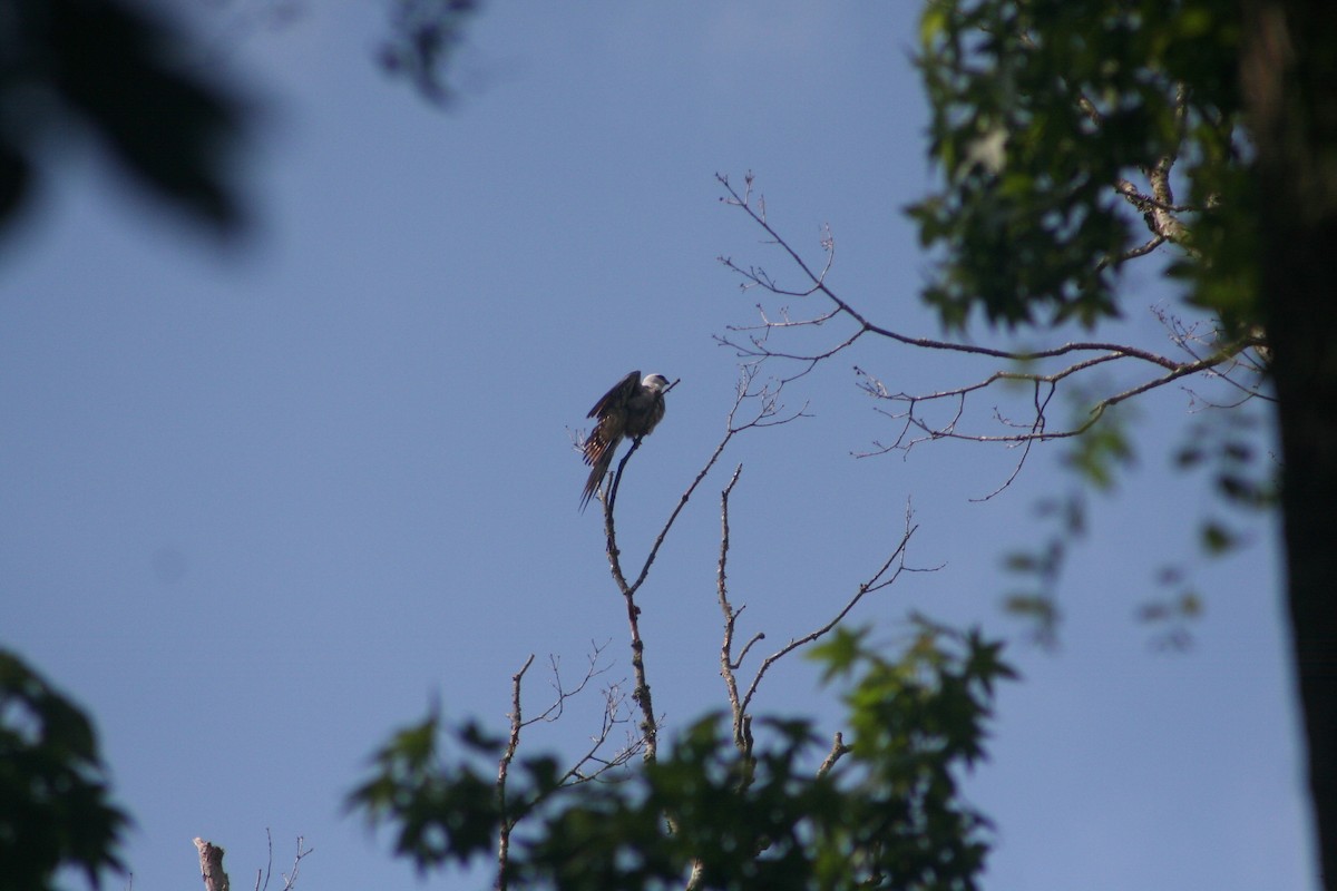 Mississippi Kite - ML156098891
