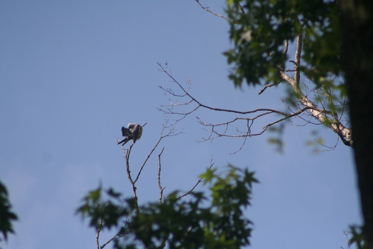 Mississippi Kite - ML156098901
