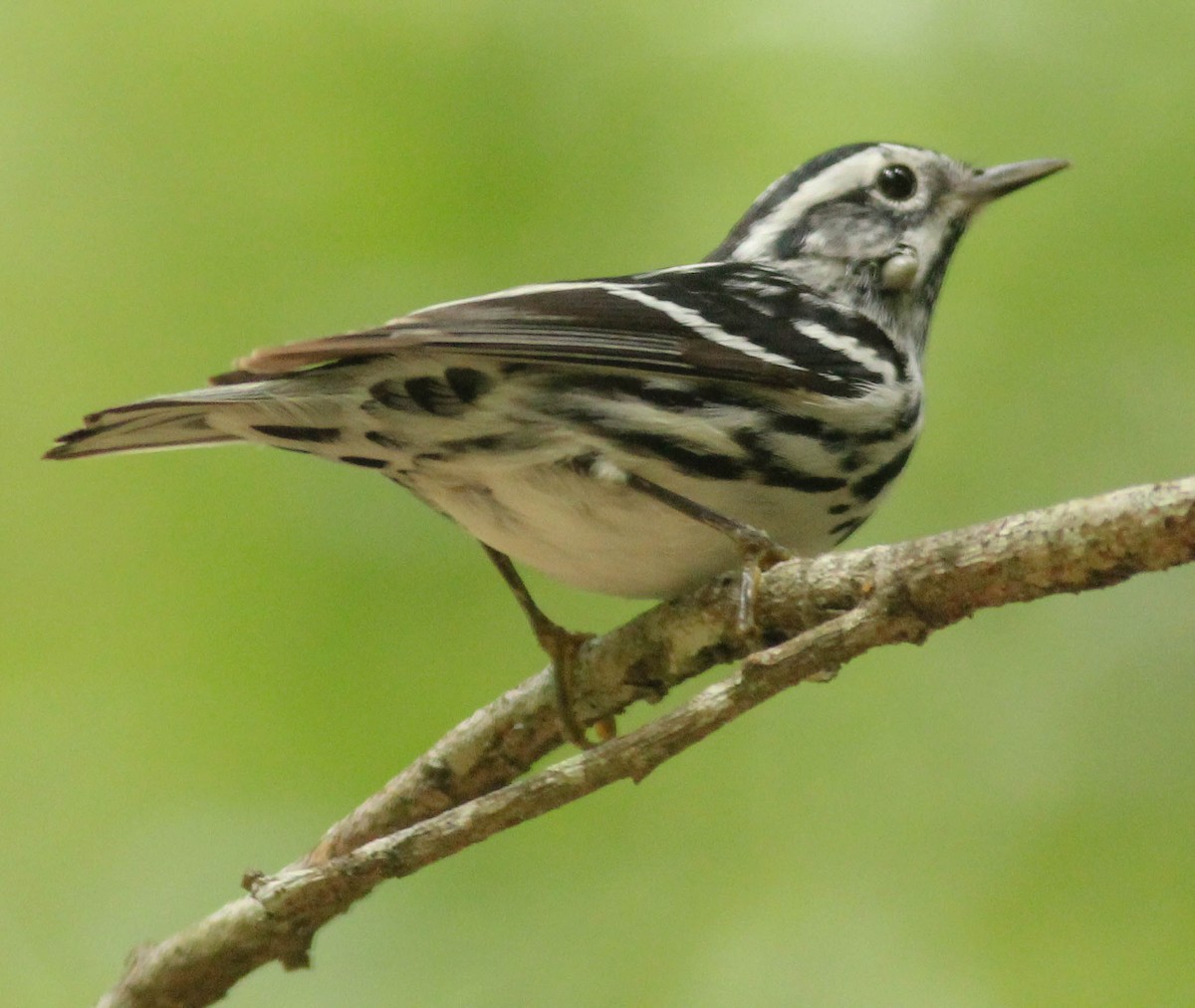 Black-and-white Warbler - Colette Micallef