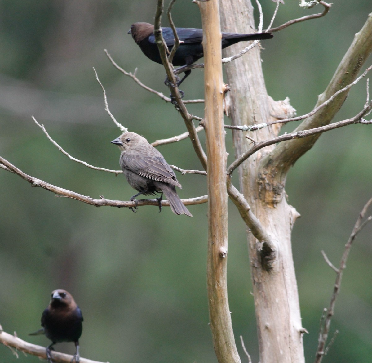 Brown-headed Cowbird - ML156102181