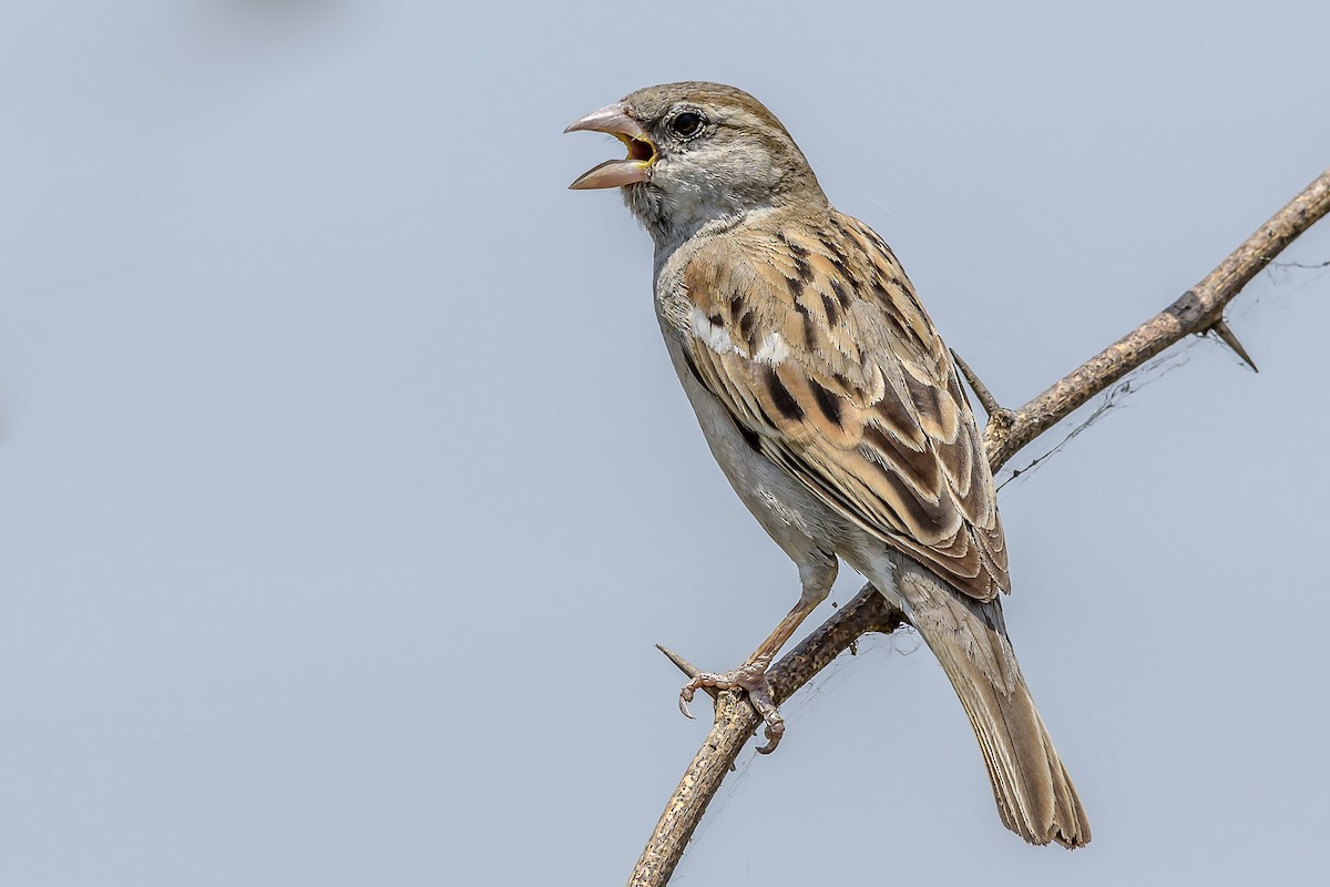 Moineau domestique - ML156102861