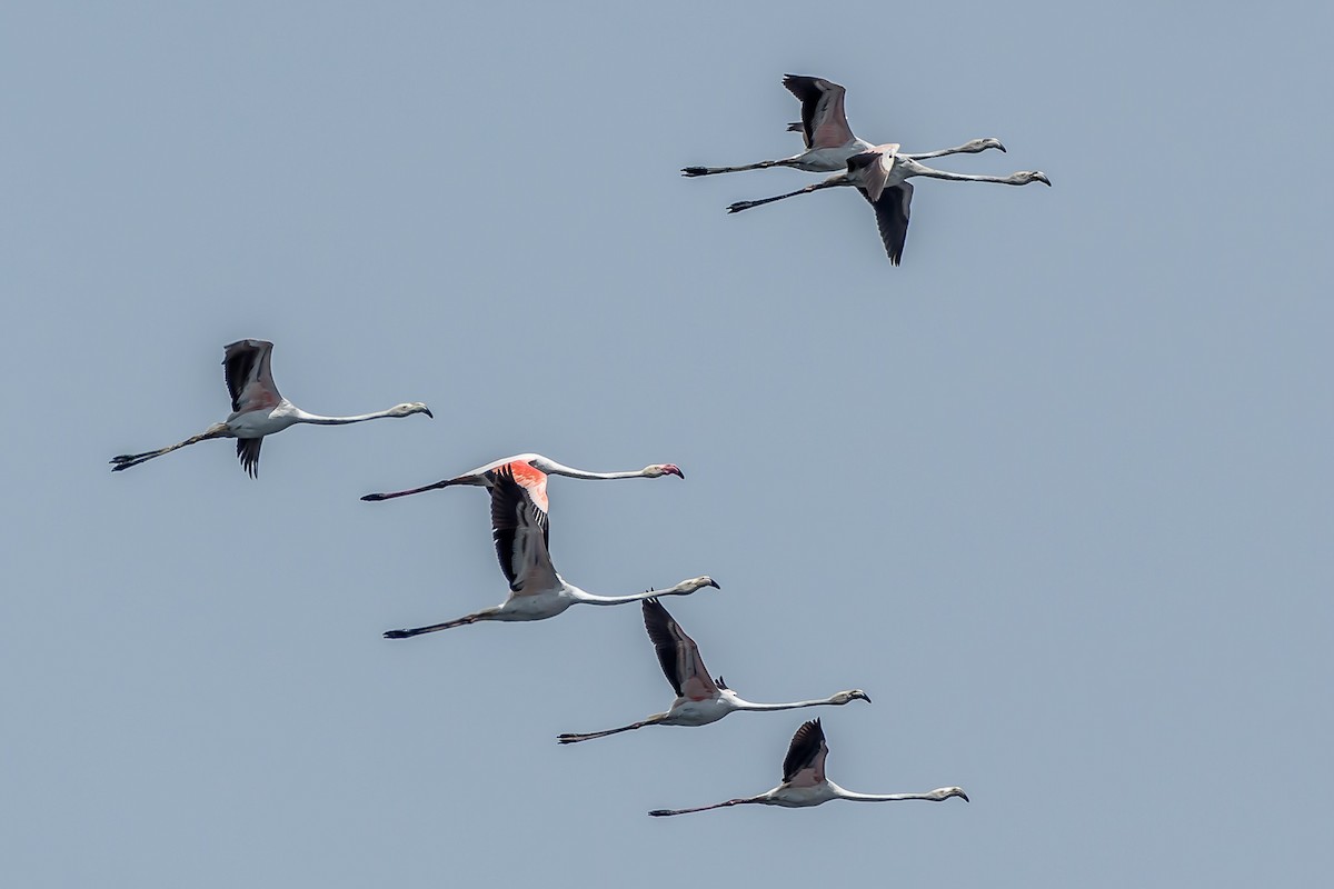 Flamant rose - ML156103861