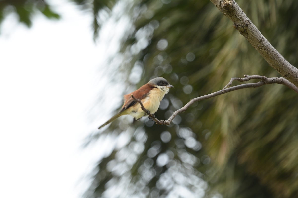 Burmese Shrike - ML156104331