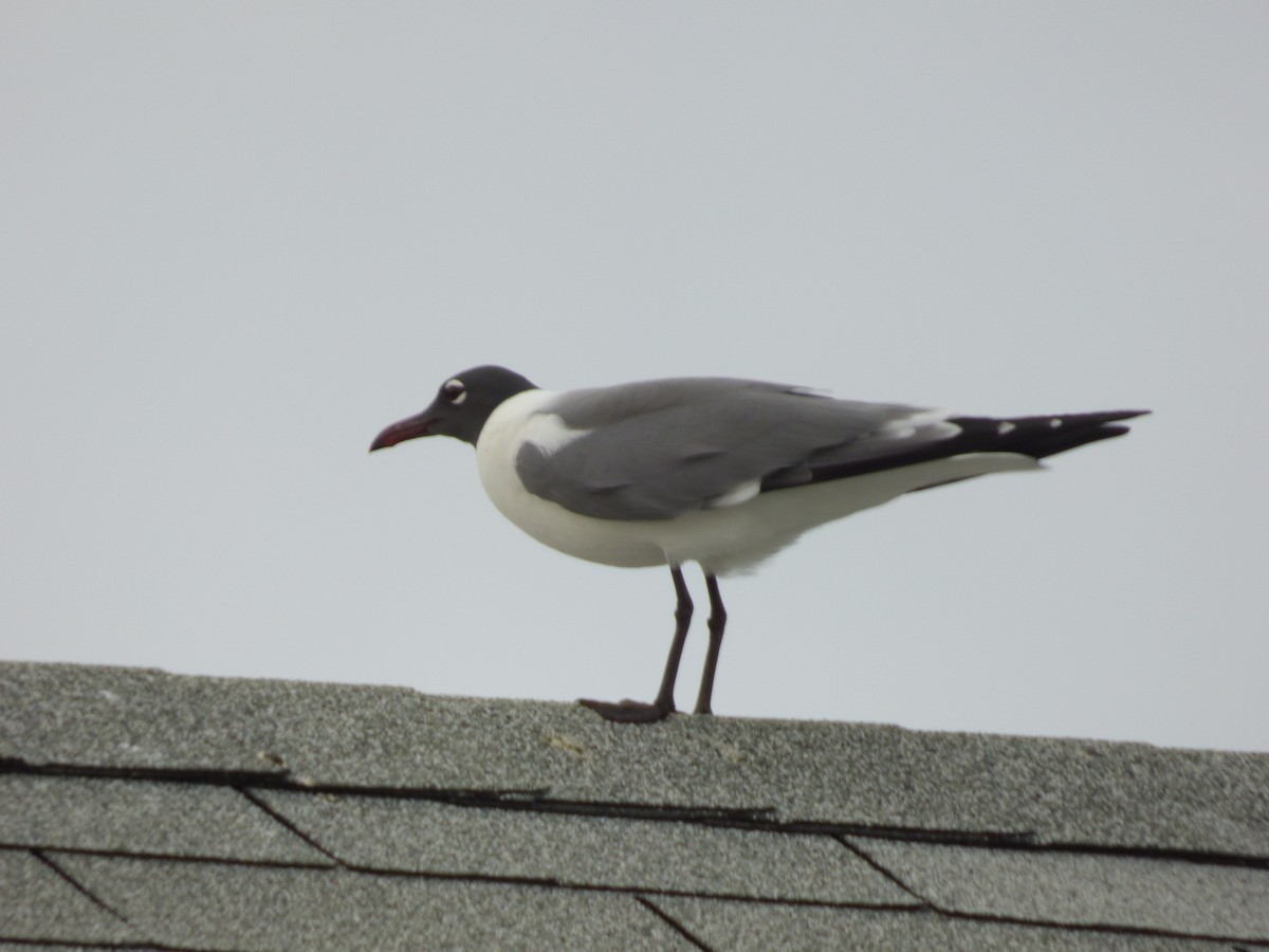 Laughing Gull - ML156104551