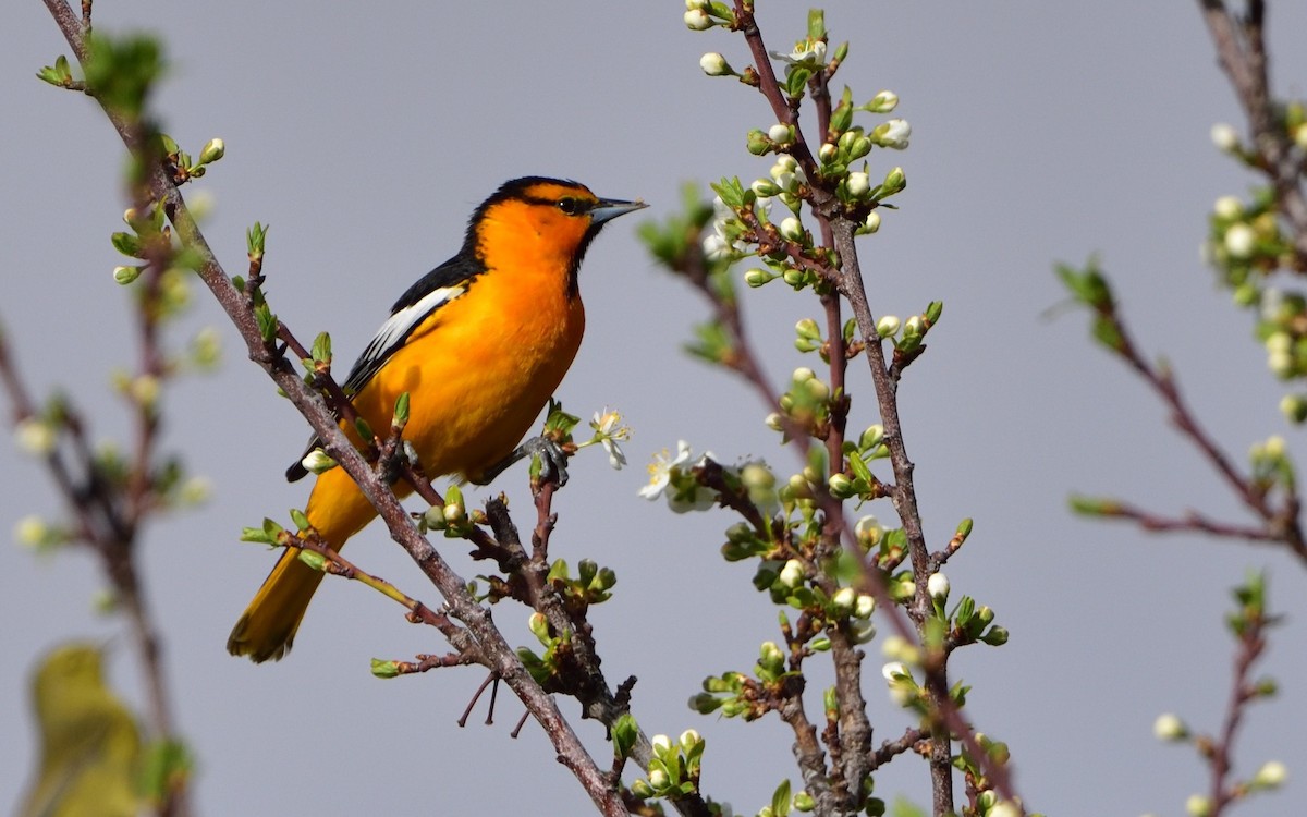 Bullock's Oriole - Don Weber