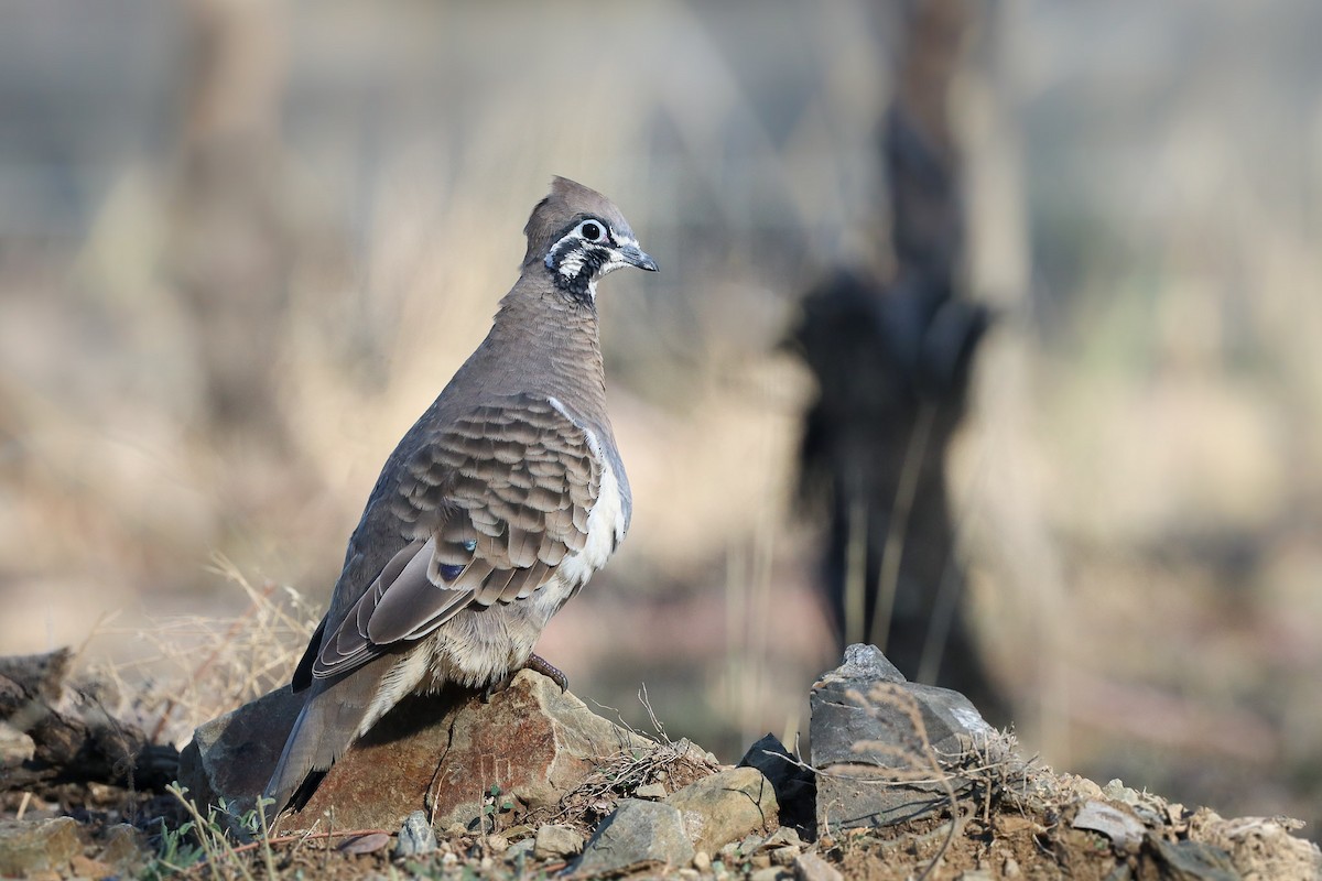 Squatter Pigeon - ML156105611