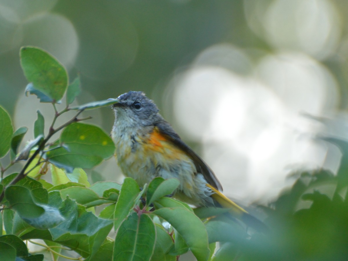 American Redstart - ML156105721