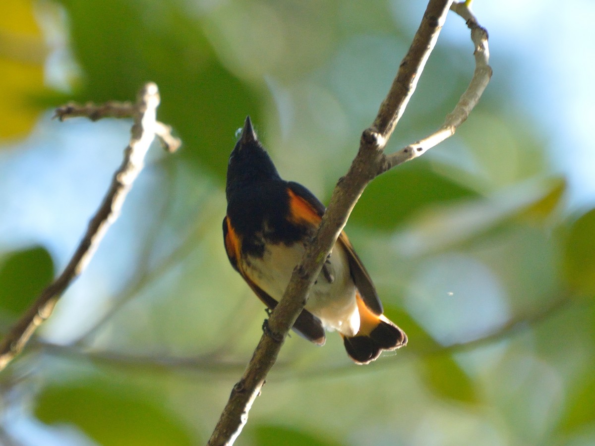 Paruline flamboyante - ML156106091