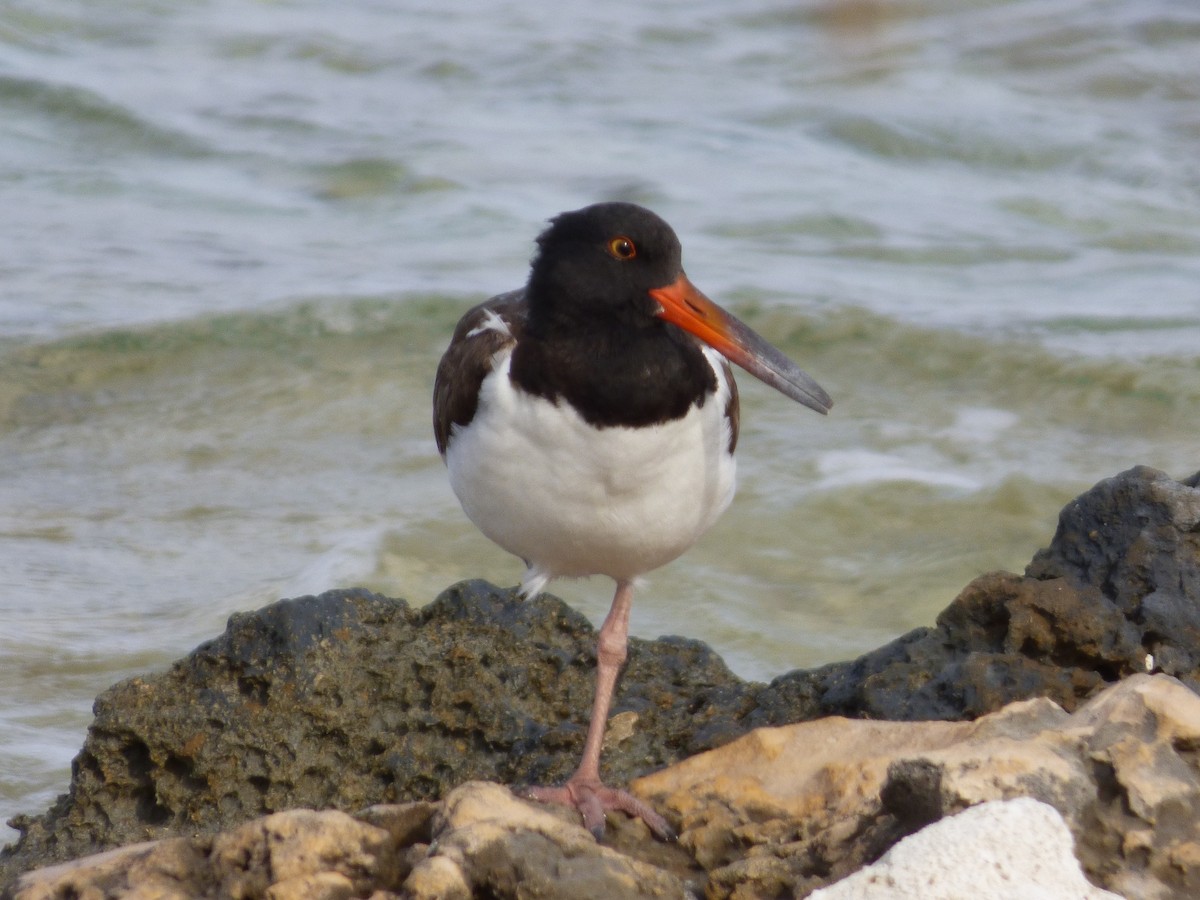 American Oystercatcher - ML156106601