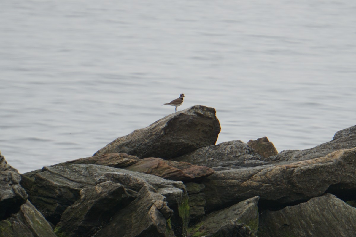 Killdeer - ML156106691