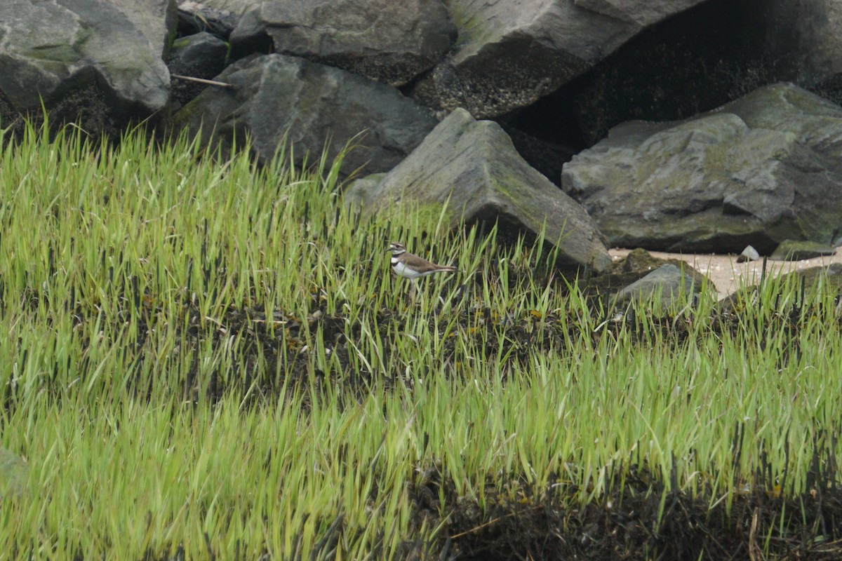 Killdeer - ML156106741