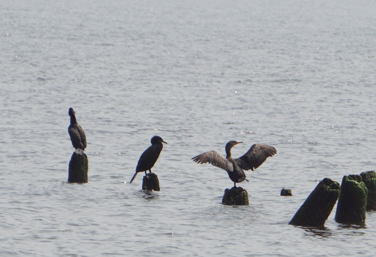 Double-crested Cormorant - ML156106961