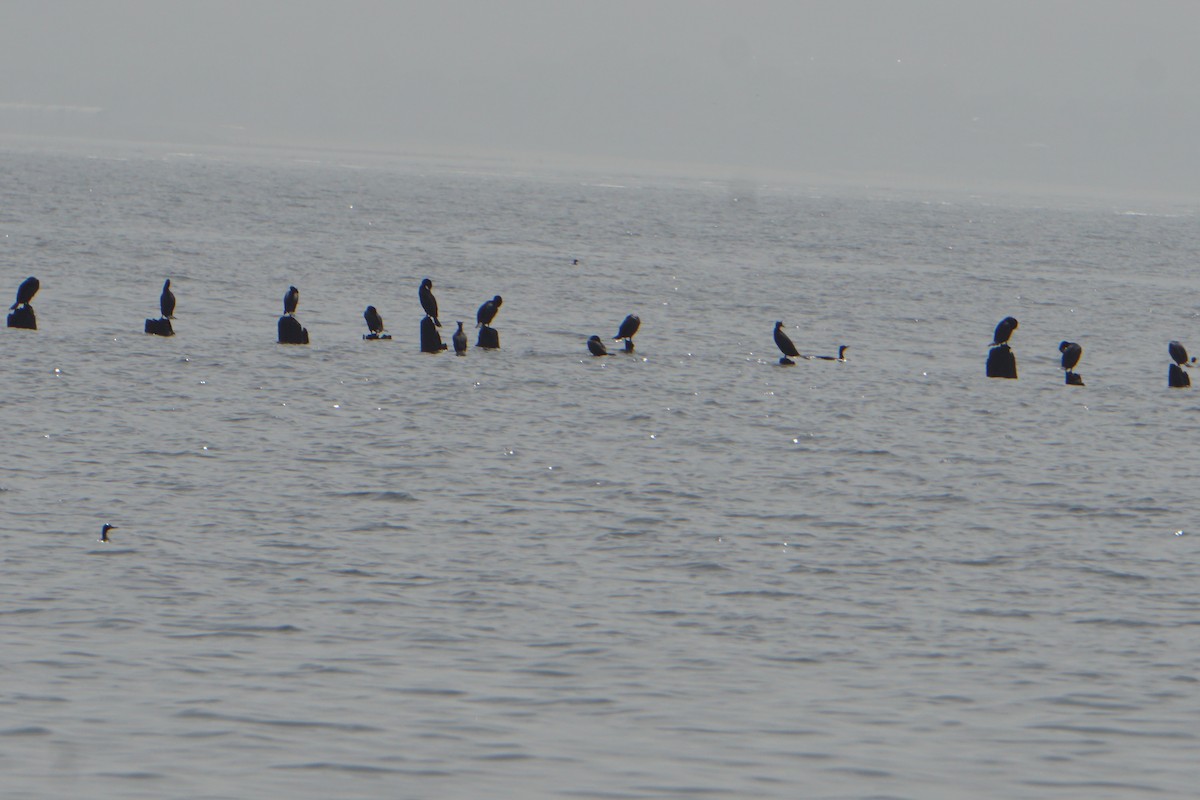 Double-crested Cormorant - ML156106971