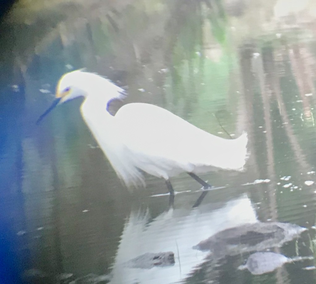 Snowy Egret - ML156107761