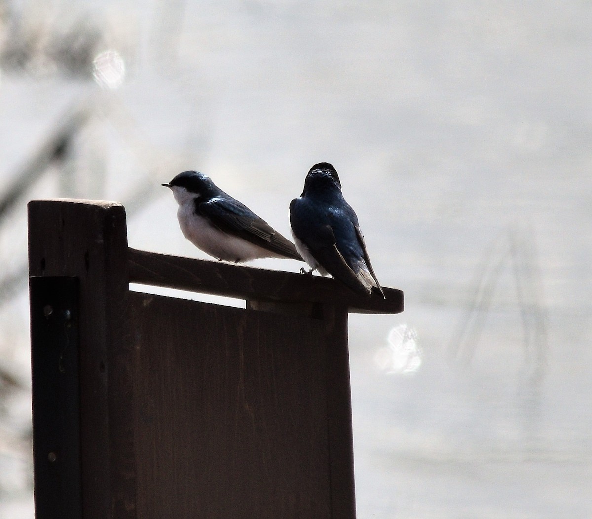 Tree Swallow - ML156109601