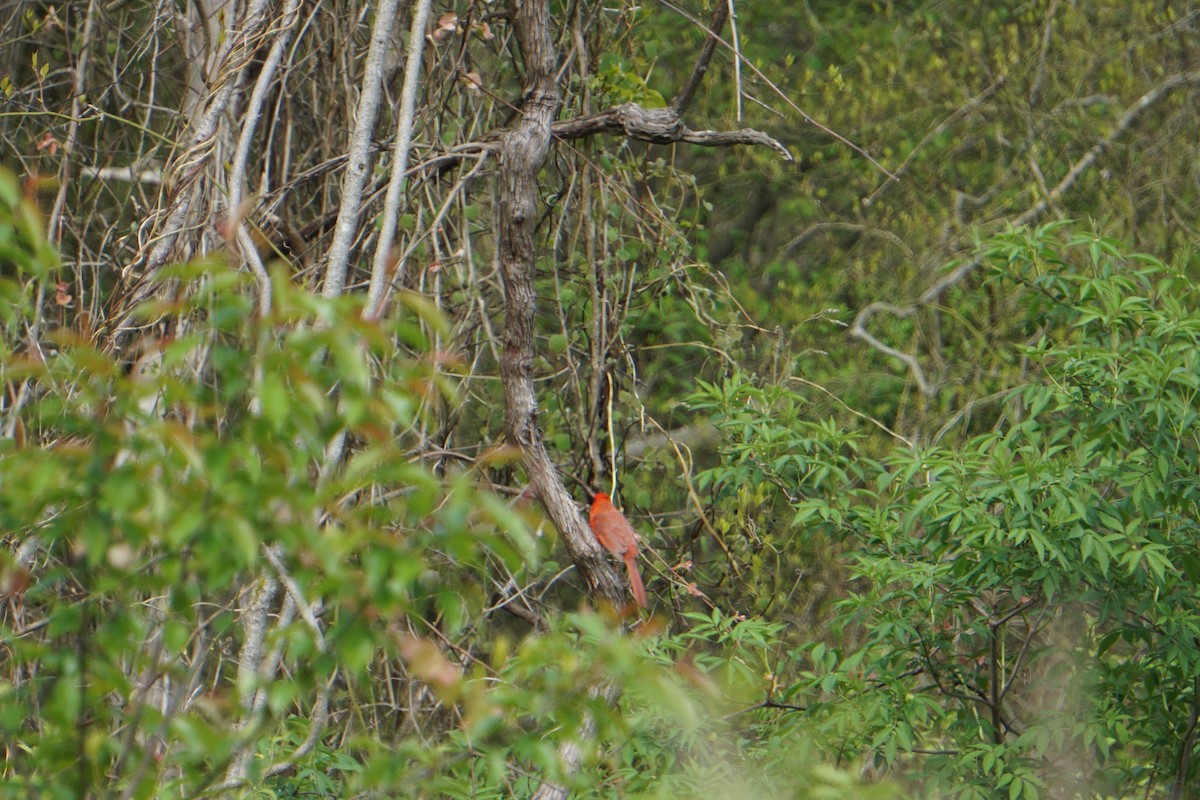 Northern Cardinal - ML156109641