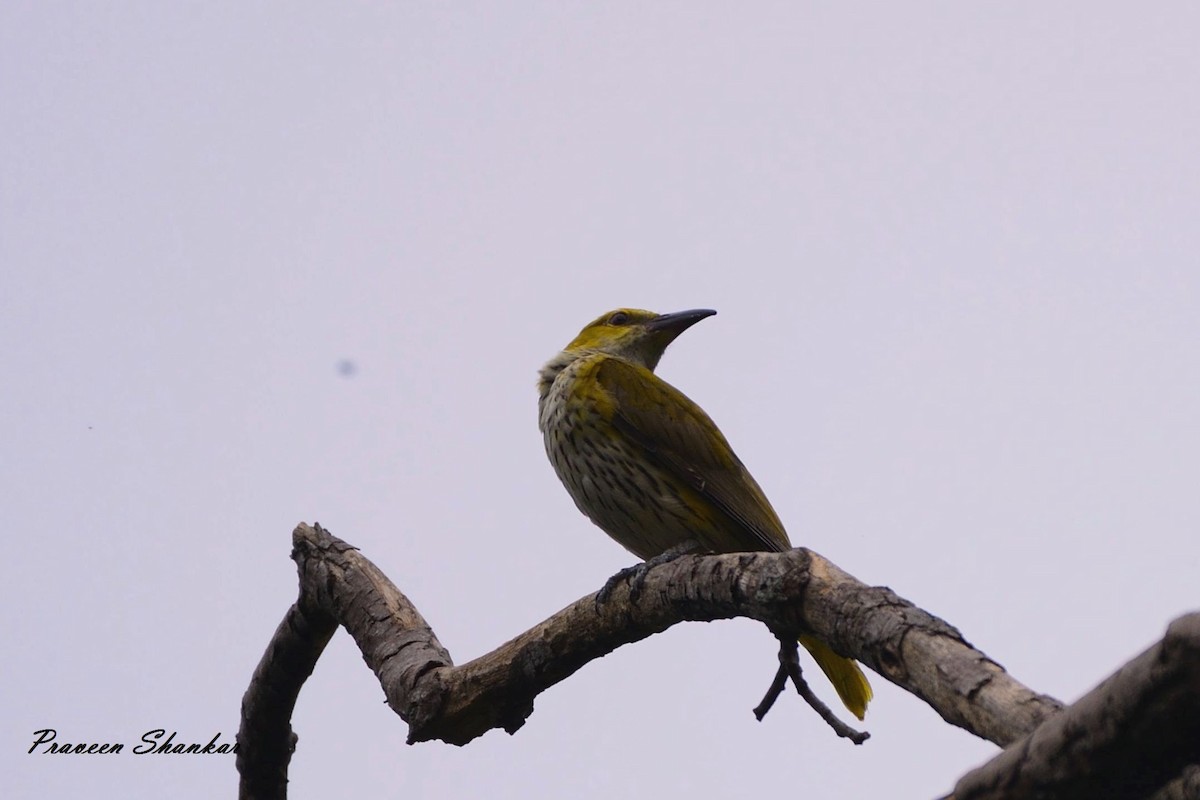 Indian Golden Oriole - Praveen Shankar Balasubramanian