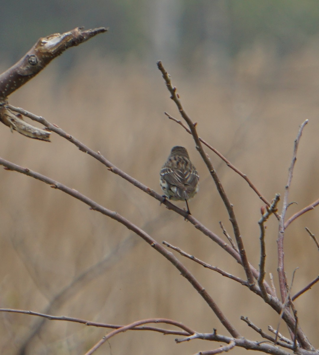 Yellow-rumped Warbler (Myrtle) - ML156110221