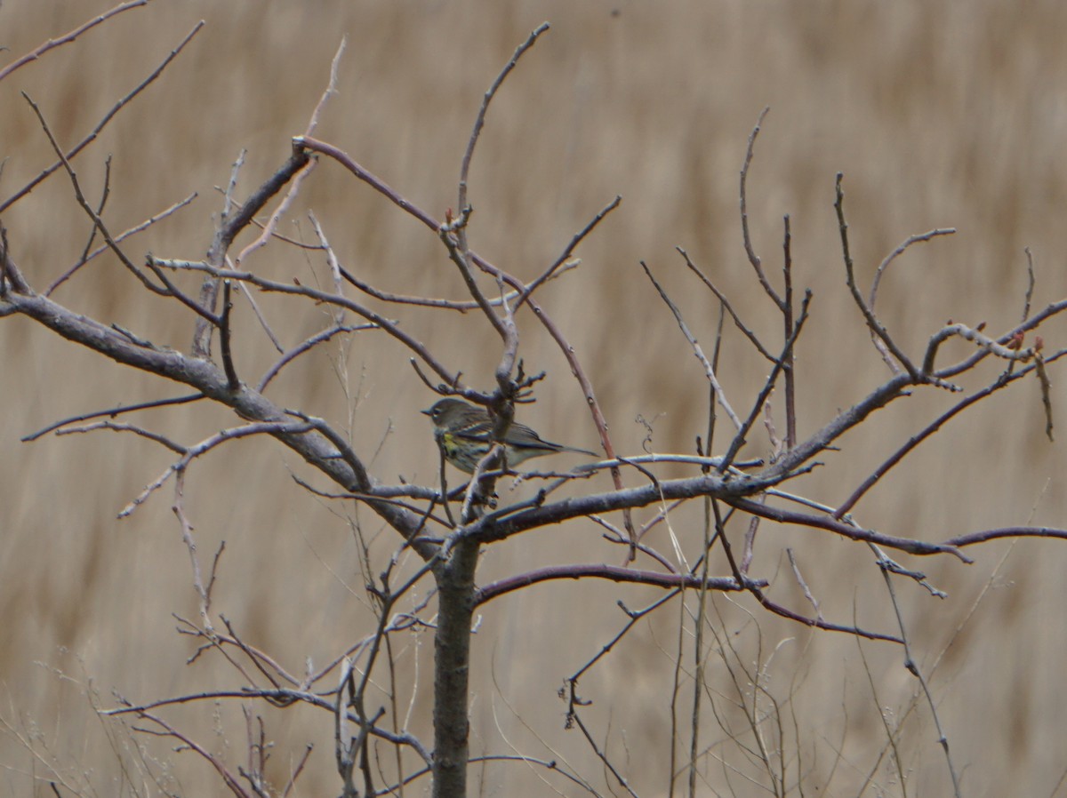 Yellow-rumped Warbler (Myrtle) - ML156110231