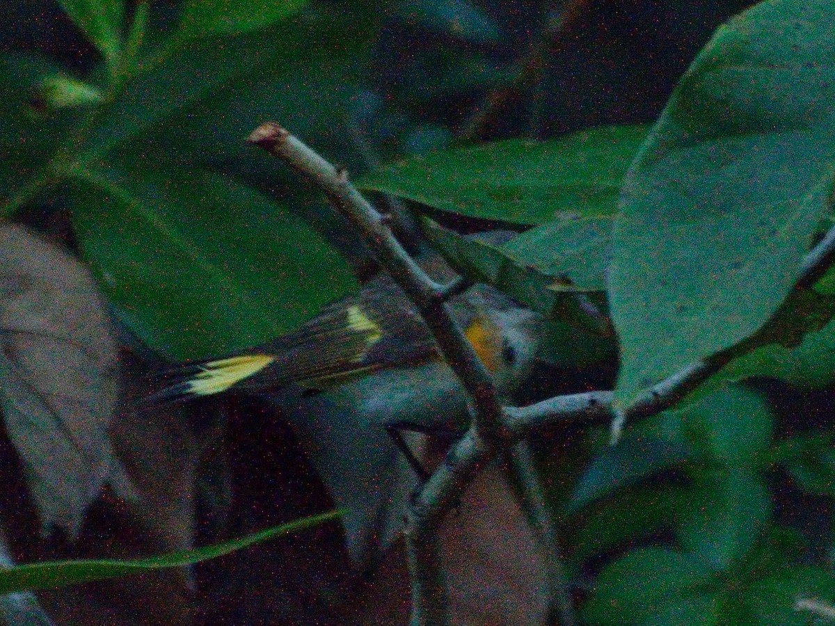 American Redstart - ML156110961