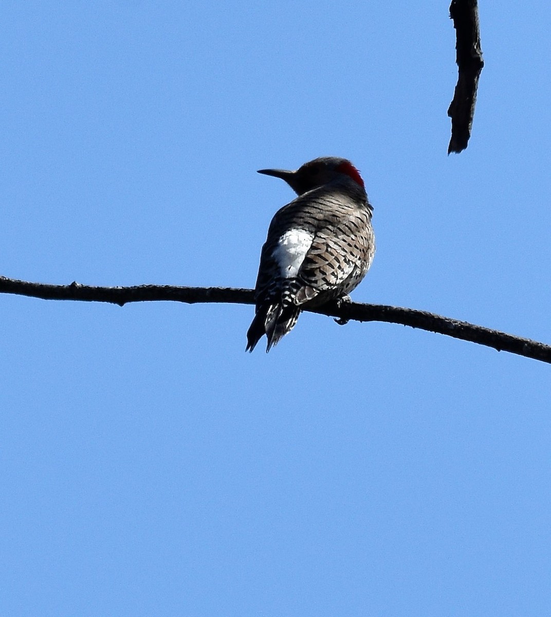 Northern Flicker - ML156111091