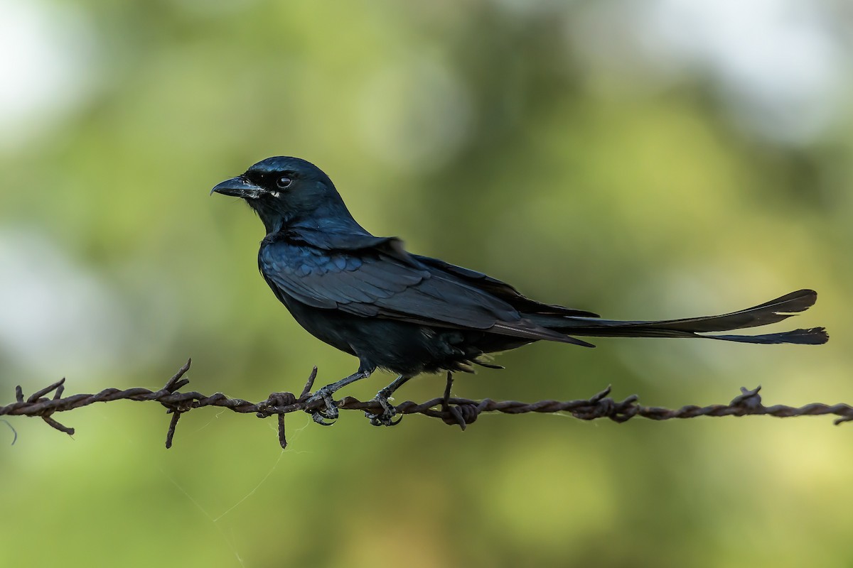 Black Drongo - Nitin Chandra