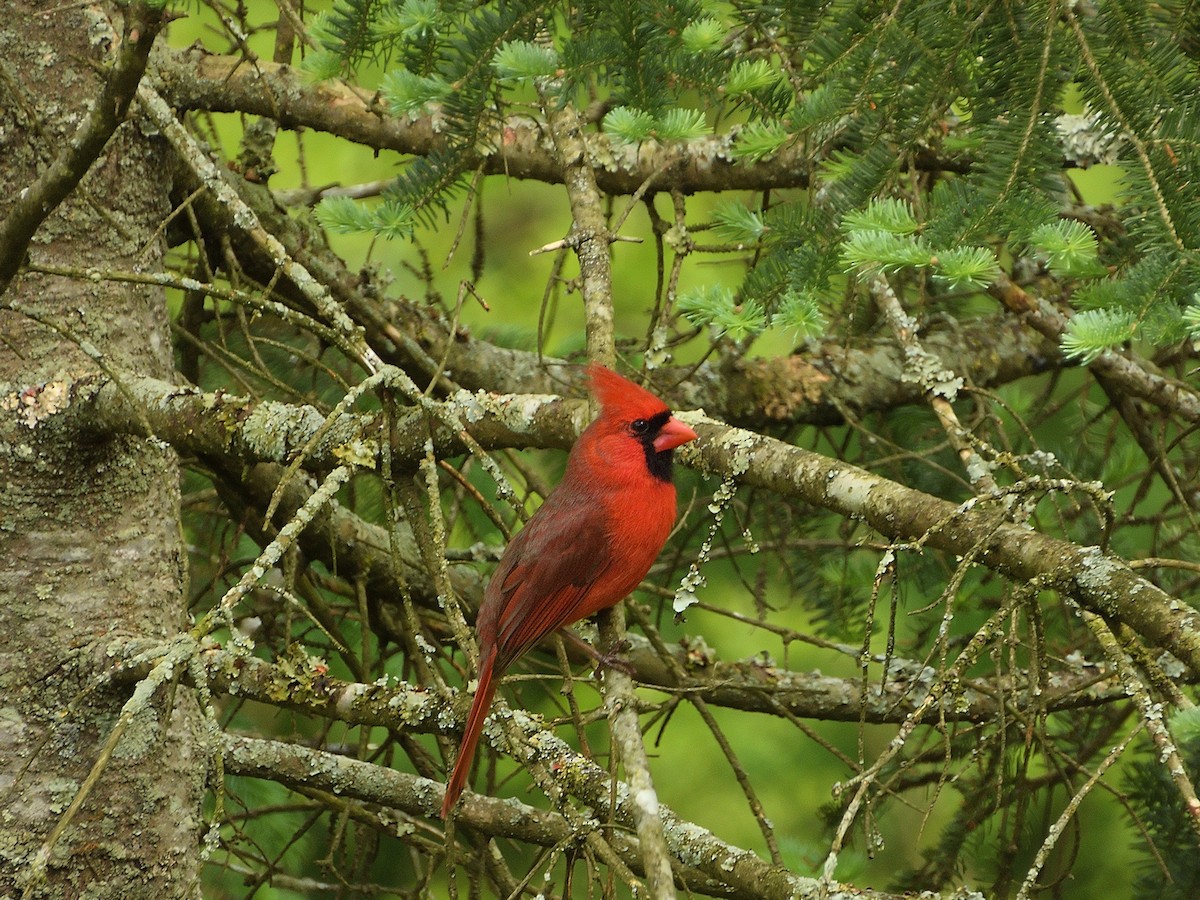 Cardinal rouge - ML156111471